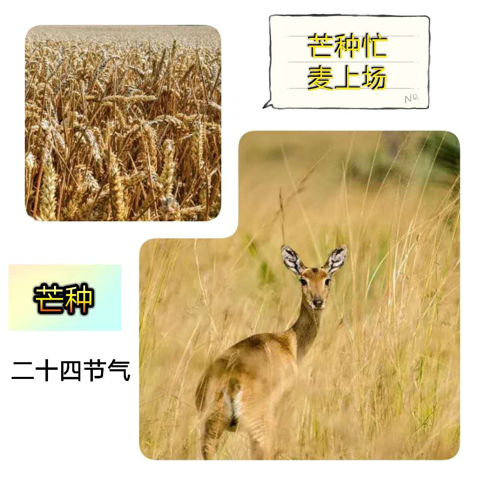 芒種 | 持之以恒的辛勞，才會取得豐收的喜悅